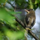 Immature waxwing