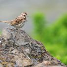 Song Sparrow I was told