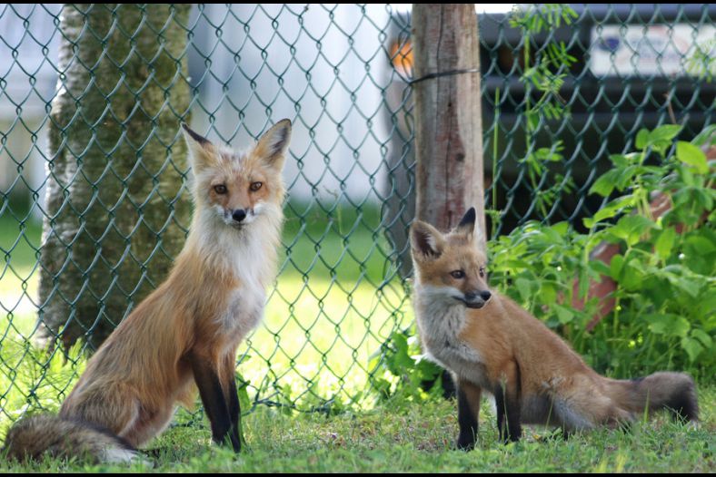 Not caged! Still wild but curious.