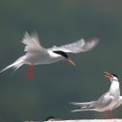 Roseate Tern
