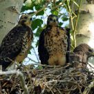 Hawks