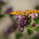 Butterfly on mint