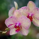 Orchid