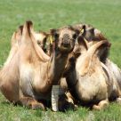 Gobi Desert Camels