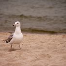 Herring Gull (Larus argentatus)