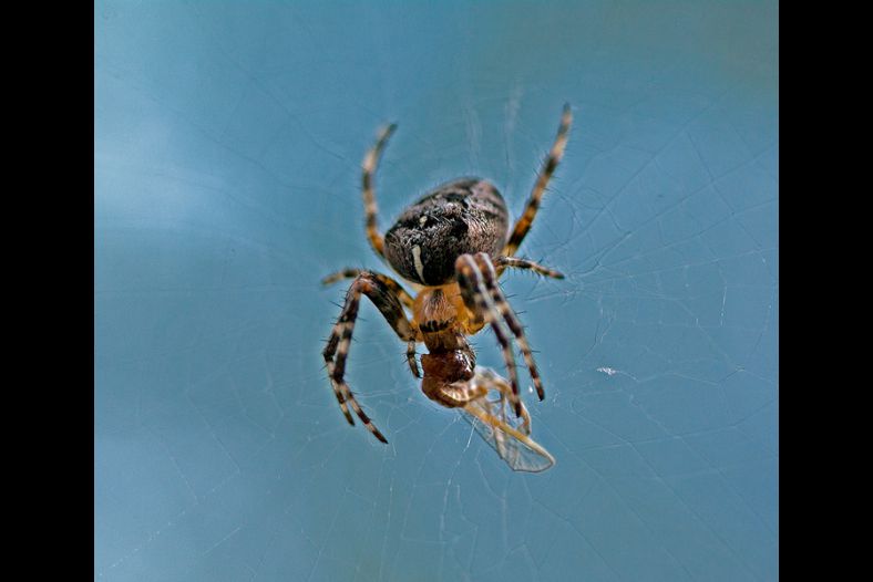 spider on ice