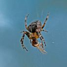spider on ice