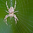 an elderly spider