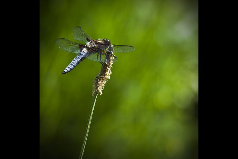 Broad Bodied Chaser