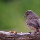 Black Redstart