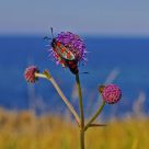 RED DOTS BY THE SEA