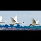 Formation Flying