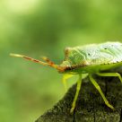 A listening bug!