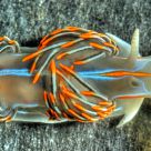 The Opalescent Nudibranch (Hermissenda crassicornis)