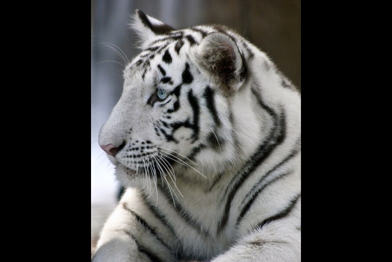 Blue Eyed Fury