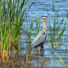 Breeding Plumage