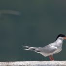 Roseate Tern