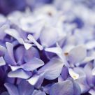 Blue velvet (II)