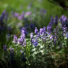 Forest Flowers