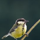 Koolmeesje, Parus major