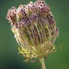 Going to seed