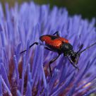 Red bug in blue