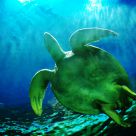 World of Underwater