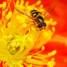 A Bee or a Fly?