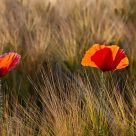 Corn Poppy