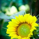Another Sunny Day Ahead