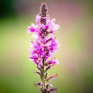 Wild Flower