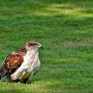 bird of prey