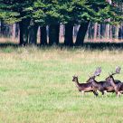 male fallow deer