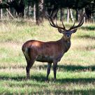 stag
