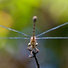 dragonfly different perspective