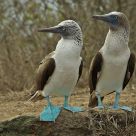 Blue Footed Boobies