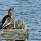 Anhinga