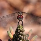 Gossamer Wings