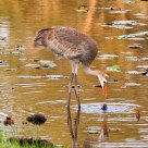 Young Sandhill Crane