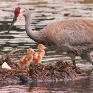 Momma's Brood