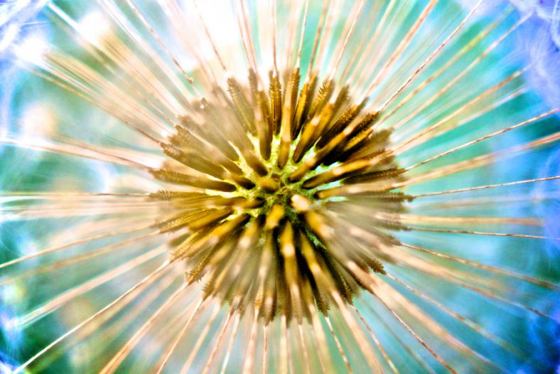 Dandelion