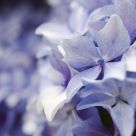 Blue velvet