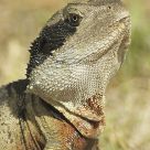Portrait of a Dragon