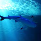 Shark