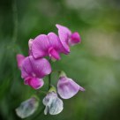 Lathyrus