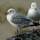 Two sea gulls