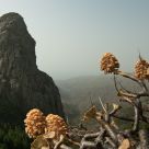 Wild Flowers and Roque