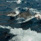 three Wild Dophins