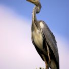 Heron