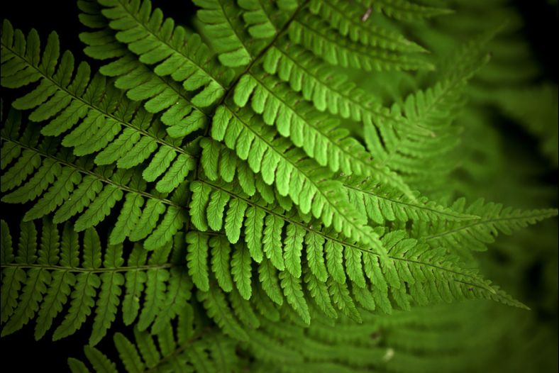 Fernscape